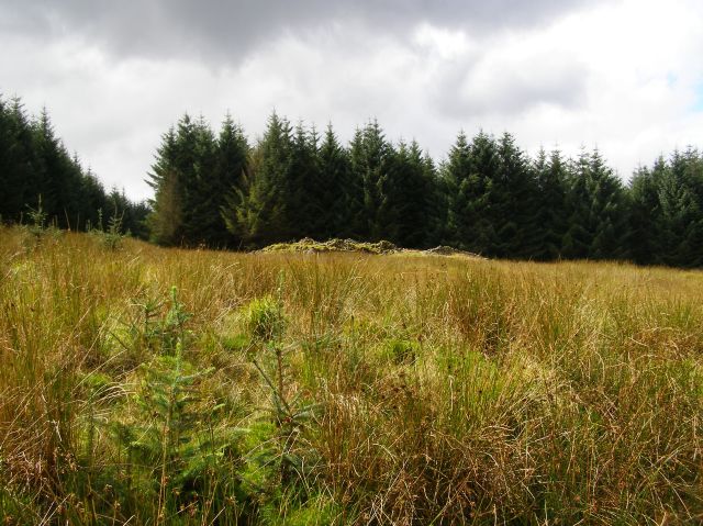 Stiddrigs long cairn, from the northeast
